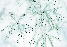 Postkarte Asparagus Scoparius