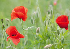 Postkarte Klatschmohn