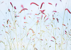 Postkarte Wiesenknöpfchen IV