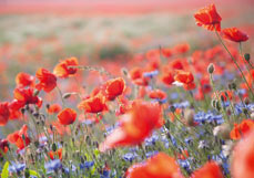 Postkarte Mohnblüten