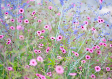 Postkarte Nepalfingerkraut liebt Blauraute