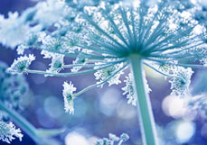 Postkarte Schirmchen