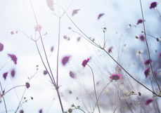 Postkarte Skabiosen in der Abendsonne