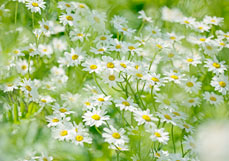 Postkarte Wucherblümchen