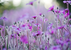 Postkarte Madeira-Storchschnabel