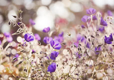 Postkarte Storchschnabel im Abendlicht