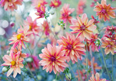 Postkarte Wilder Dahliengarten