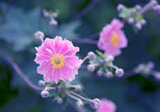 Postkarte Anemone hupehensis 'Pamina'