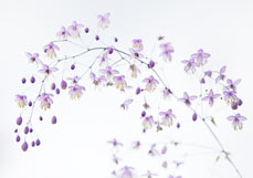 Postkarte Wiesenraute VI