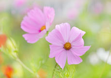 Postkarte Cosmea III