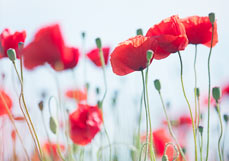 Postkarte Geliebter Mohn