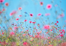 Postkarte Nepalfingerkraut