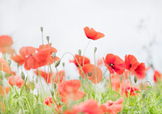 Postkarte Mohnzauber