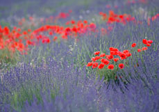 Postkarte Lavendel liebt Mohn