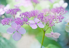 Postkarte Tellerhortensie