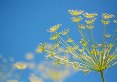 Postkarte Echter Haarstrang