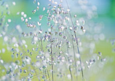 Postkarte Zittergras