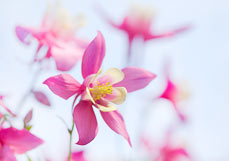 Postkarte Akelei III