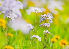 Postkarte Wiesenschaumkraut