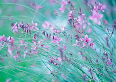 Postkarte Prachtkerze