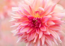 Postkarte Zauberhafte Dahlie