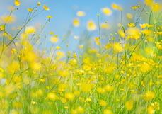 Postkarte Wilder Hahnenfuß