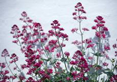 Postkarte Spornblume II