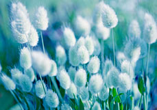 Postkarte Hasenschwanzgras