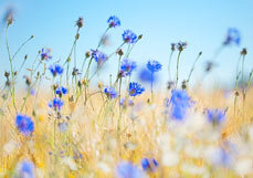 Postkarte Kornblumen im Feld II