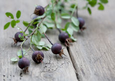 Postkarte Bibernellrose