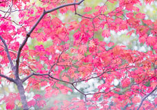 Postkarte Geliebter Ahorn