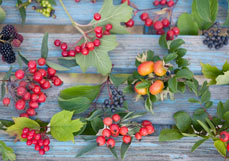 Postkarte Beerenauslese