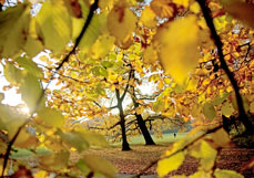 Postkarte Herbstspaziergang