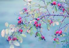 Postkarte Hagebutten