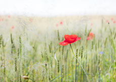 Postkarte Mohnblüte am Feldrand