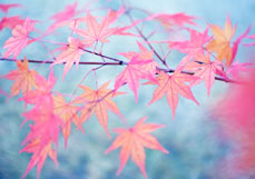 Postkarte Ahornblätter