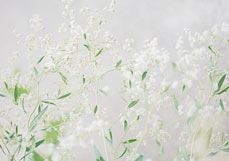 Postkarte Breitblättrige Kresse