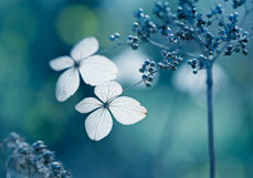 Postkarte Filigrane Schönheit