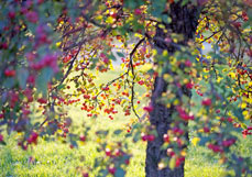 Postkarte Zierapfelbaum