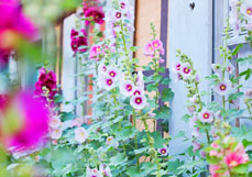 Postkarte Stockrosenzeit