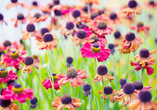 Postkarte Sonnenbraut