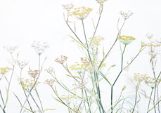 Postkarte Dekorativer Fenchel