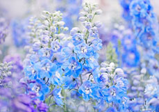 Postkarte Rittersporn