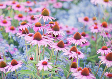 Postkarte Echinacea liebt Mannstreu I