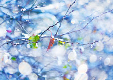 Postkarte Frostiges Funkeln