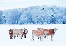 Postkarte Rinder im Schnee