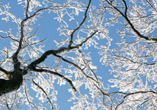 Postkarte Wintertraum