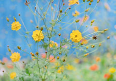 Postkarte Sommer an der blauen Scheune