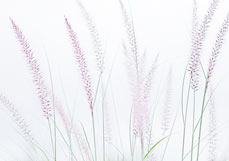 Postkarte Lampenputzergras III