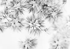 Postkarte Distelsterne